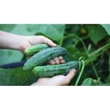 Sebzeler Için Sıvı Bitki Besini 1 Kg
