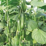 Sebzeler Için Sıvı Bitki Besini 5 Kg