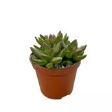Sedum Adolphi (Sukulent)