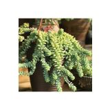 Sedum Burrito Morganianum (Eşek Kuyruğu) Sukulent Bitki, BTSTS95