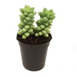 Sedum Burros Taıl Sukulent