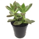 Sedum Mumbasa Sukulent Yüksek Kalite