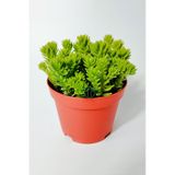 Sedum Spiral Staircase Örtücü Yayılan Çabuk Çoğalan Sukulent