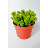 Sedum Spiral Staircase Örtücü Yayılan Sukulent