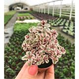 Sedum Tricolor 3 Renkli Sukulent 5.5 cm Saksıda