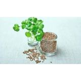 Seed 10 gr 1 Paket Kişniş Tohumu