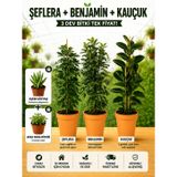 Şeflera + Benjamin + Kauçuk 3'lü Salon Bitkisi Seti + Hediyeli | 2 Hediyeli Canlı Bitki