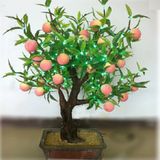Şeftali Bonzai Ağacı Tohumu 1 Adet Bonsai Ağacı Tohumu