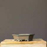 Seika Köşeli Bonsai Saksısı NO.100-SIRLI (21.5 Cm)