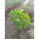 Şeker Otu Stevia ”0”(Sıfır) Kalori, “0” (Sıfır) Enerji Şeker Otu 60 Gr kuru yaprak