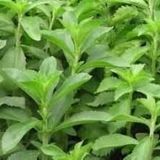 Şeker Otu Stevia Fidesi (5 adet)