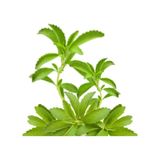 Şeker Otu - Stevia - Tohumu Tropikal Sebze Tohumları 10 Adet Tohum