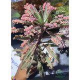 Şeker Pembe Aşkın Gözyaşı Çiçeği 1 Adet Saksılı Kalanchoe Daigremontiana
