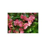 Şeker Pembe Begonya Çiçeği Fidanı 10-20 Cm