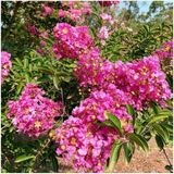 Şeker Pembe Çiçekli Oya Ağacı Fidanı 30-60 cm
