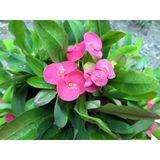 Şeker Pembe Euphorbia Milli ( Dikenler Tacı) Fidesi 10-20 Cm