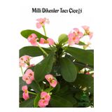 Şeker Pembe Milii Dikenler Tacı 20-25Cm (Euphorbia Milii Pink)