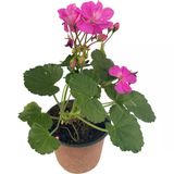 Şeker Pembe Sardunya Çiçeği Fidanı 10-20 Cm