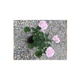 Şeker Pembe Sardunya Çiçeği Fidesi 10-20 Cm