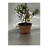 selem botanik Bonsai Zeytin Ağacı