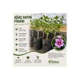 Selinus Ağaç Hatmi Fidanı (Hibiscus syriacus) – Katmerli Pembe Çiçekli – Tüplü Bahçe ve Balkon Bitkisi