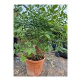 Selinus Blueberry Yaban Mersini Fidanı 4 Yaş 45L Saksı