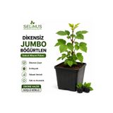 Selinus Dikensiz Böğürtlen Fidanı Saksılı | İri Meyveli | Yüksek Verimli | Rubus fruticosus