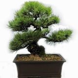 Selvi Bonzai Ağacı Tohumu 5 Adet Bonsai Ağacı Tohumu