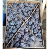 Semazen Kudüs Hurma Premium Kalite 1 kg