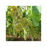 Semillion Sarı Kokulu Üzüm Fidanı 10-20 Cm