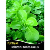 Semizotu Tohumu Toros Nazlısı - 5 G. (~ Takribi 1500 Tohum)