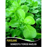 Semizotu Toros Nazlısı - 10g (~ Takribi 3000 Tohum)