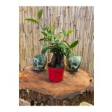 SENA BOTANİK VE ÇİÇEK Ficus Gingseng Bonsai Ağacı Boy 20-25 Cm Saksı Çapı 9,5 Cm