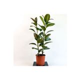 SENA BOTANİK VE ÇİÇEK Kauçuk Bitkisi (FİCUS ELASTİCA) Tek Gövdeli 80-10cm