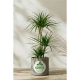 SENA BOTANİK VE ÇİÇEK Marginata 2 Gövdeli Dracaena Ev Ve Ofis Bitkisi Salon Bitkisi 70-80 Cm