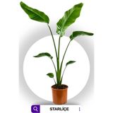 SENA BOTANİK VE ÇİÇEK Strelitzia Starliçe 70 Cm Boyunda Salon Bitkisi Iç Mekan Bitkisi Özel Kutu