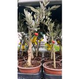 SENA BOTANİK VE ÇİÇEK Zeytin Bonsai Mini Zeytin Ağacı 12cm.lik Açık Kök Ev,ofis.iç Mekan Bitkisi
