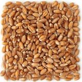 Şenapa Gıda Yemlik Buğday 25 kg - Kuş-Tavuk-Kaz-Ördek, Kanatlı Yemi