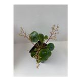 Şenay'ın Kaktüs Dünyası Pilea (Çin para bitkisi )