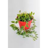 Senecio Herrianus Tesbih Çiçeği Sarkıcı Sukulent 8.5 cm Saksıda | Tesbih Çiçeği, Boncuk Sukulent, Sarkıcı Bitki, İnci Tanesi Görünüm