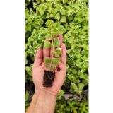Senecio Macroglossus (Ev Sarmaşığı) Fidesi, BTS05032025BYB50