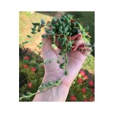 Senecio Rowleyanus Boncuk Yapılı Tesbih Çiçeği, SUKU29800809837