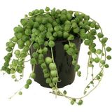 Senecio Rowleyanus, Tesbih Çiçeği 11 cm Saksıda Jumbo Boy