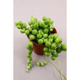 Senecio Rowleyanus - Tesbih Çiçeği 5.5 cm Saksıda