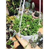Senecio Rowleyanus Tesbih Çiçeği Askılı Saksıda