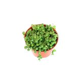 Senecio Rowleyanus Tesbih Çiçeği, BTSTS49