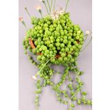 Senecio Rowleyanus Tesbih Çiçeği, BTSTS50
