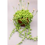 Senecio Rowleyanus Tesbih Çiçeği, BTSTS51