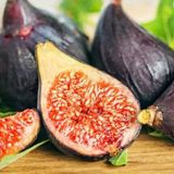 Seneye Meyve Verir Durumda Soğuklara Dayanılı Ficus Carica Ronde De Bordeaux İncir Fidanı Kendine Verimli
