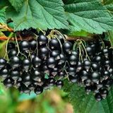 Seneye Meyve Verir Durumda Tüplü Ribes Nigrum Siyah Meyveli Frenk Üzümü Fidanı